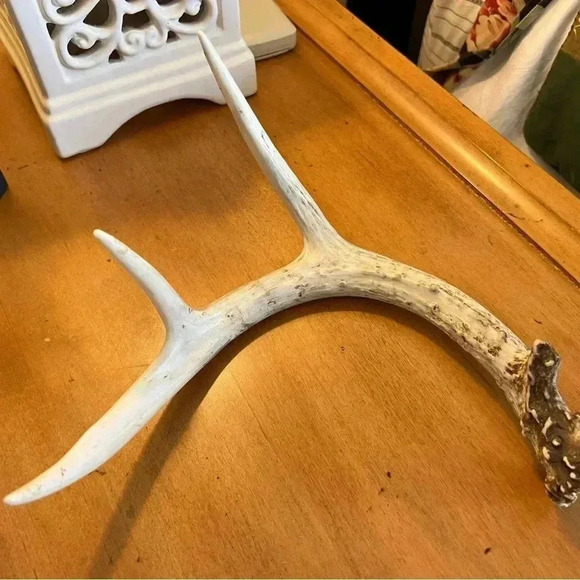 Deer Antler Decor - Picture 2 of 7